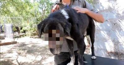 This Dog's Face Was Eaten By Maggots. Thanks To Modern Medicine You Can Hardly Tell.