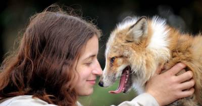 This Fox Thinks It's A Dog And Its Amazing!