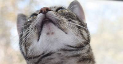 Feline Acne: Causes, Signs & Treatment