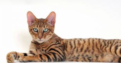 Toygers - The Toy Tigers Of The Cat World