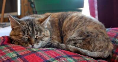 FeLV: A Cause Of Immunodeficiency In Cats