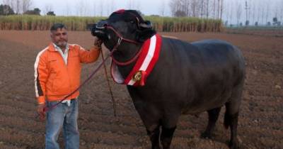 This Bull Is Worth $1.2 Million. Here's Why It Is Pampered So Much