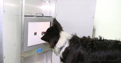 You CAN Teach An Old Dog New Tricks!