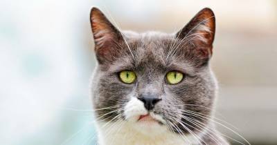 Blocked Cats: What You Need To Know About Urinary Blockage In Your Cats