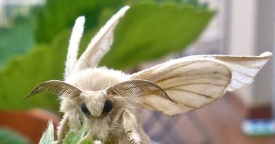 Bizarre Poodle Moth Fascinates...and Frightens