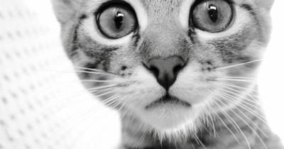Feline Vaccination Associated Cancer