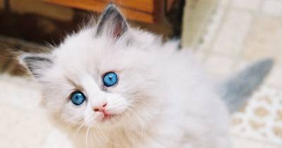 Cats & Skin Cancer: What You Need To Know