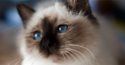 The Birman, Also Called The "Sacred Cat Of Burma"