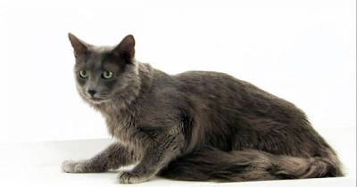 Nebelung Cats: Long Haired Russian Blues