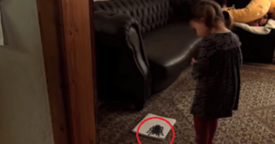 This Little Girl Saw A Huge Spider On The Floor... But Watch When She Tries To Step On It!