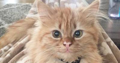 They Got Her Out Of Shelter, Now She Has A Constant Smile On Her Face