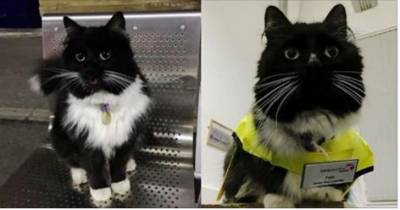After Five Years Of Service, This Kitty Got A Much Deserved Promotion