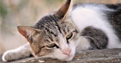Feline FIP: Understanding A Deadly Cat Virus