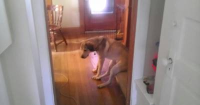 If You Ever See Your Dog Or Cat Do This, It Could Mean They&rsquo;re Suffering From Depression.