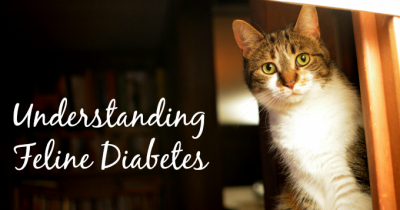 Feline Diabetes: Treatable And Manageable