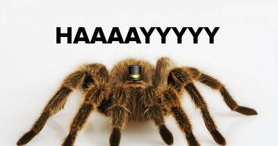 Meet The 14 New Types Of Spiders That Will Terrify You For The Rest Of Your Life