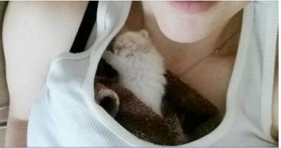 Newborn Kitten Abandoned At Grocery Found New Mom To Cling To