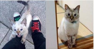 Man Captures Moments Of Him Being Chosen By A Tiny Stray In The Park
