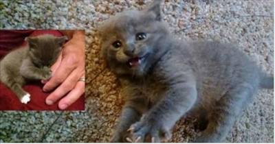 Orphaned Kitten Found Behind Tool Shed Now Has His Own Sister For Life