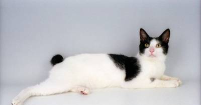 Japanese Bobtail: A Born Show Cat