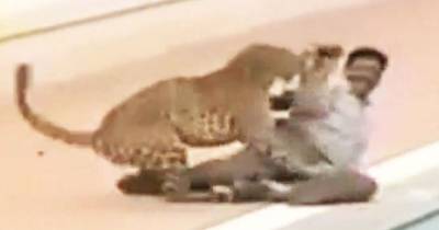 Leopard Attacks People While Running Wild Inside A School