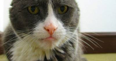 Aging & Expected Changes In Older (Senior, Geriatric) Cats