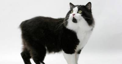Cymric Cats, The Long Haired Manx