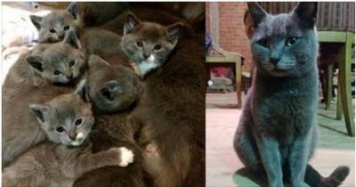 Family Let A Grey Cat In From The Cold, Three Weeks Later, She Brought Them These..