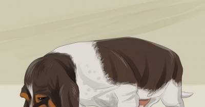 How To Take Care Of A Dog