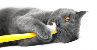 Tooth Resorption - A Painfully Common Dental Disease In Cats