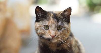 Your Cat's Fur Color May Predict Its Attitude