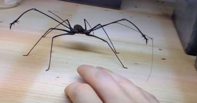 This Is A Whip Spider And That Guy Is Crazy!