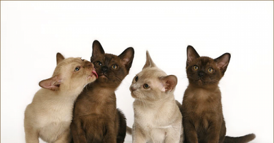 The Beautiful, Raspy Voiced Burmese Cat