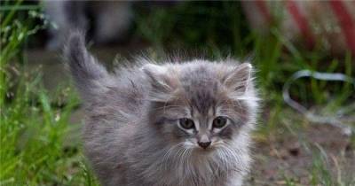 Feline Asthma: A Risky Business For Many Cats