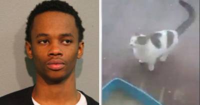 Gang Members Are Abusing Cats to Get Justice For &ldquo;Boiling Water&rdquo; Arrest