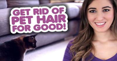 Get Rid Of Pet Hair For Good