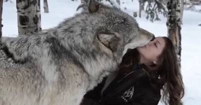 The Heartwarming Moment Kekoa The Giant Timber Wolf Plays With A Wildlife Worker.
