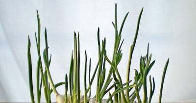 7 Vegetables That You Can Regrow Again. And Again. And Again. And Again.