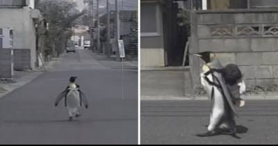 Only In Japan: A Penguin Wears A Backpack And Walks To The Fish Market To Fetch Dinner