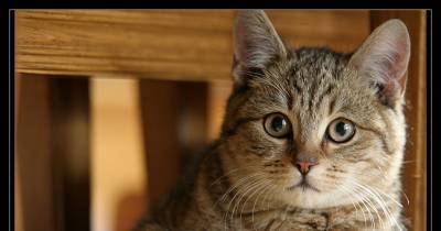Cat Worms - Icky But Very Treatable!