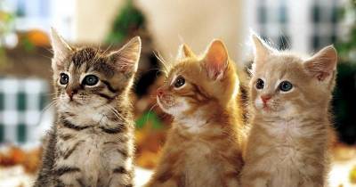 Sneezing, Congestion, Watery Eyes & Nose.... Has Your Cat Caught A Cold?