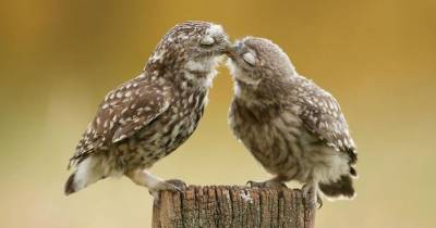 Kissing Animals Prove That Kisses Aren&rsquo;t Just For People