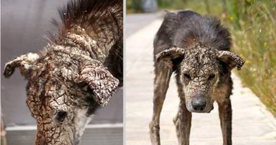 Dog That Turned To Stone Gets Lucky And Finds Love