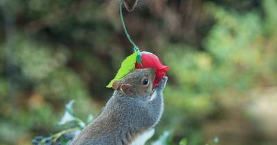 World's Most Romantic Squirrel? Roses Are Red For These Smitten Sweethearts
