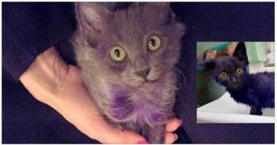 Purple Kitten Is Getting Back To His Glorious Grey Coat