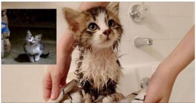 Stray Kitten Came To Couple For Help During Stormy Night