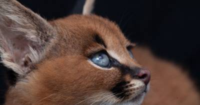 The Black-Eared Desert Lynx:  Caracal