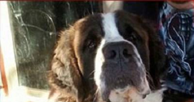 Man Left In Serious Condition After Adopted Pet St Bernard Savages His Arm