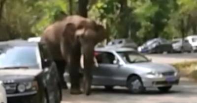 Love-Sick Elephant Goes On Rampage And Smashes Up Cars After Being Dumped On Valentine's Day