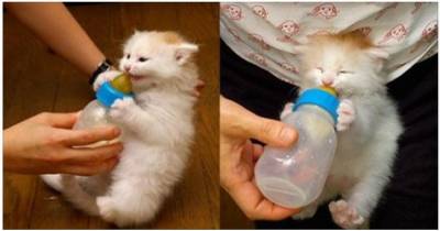 Kitty Loves His Bottle So Much He Demands His Bottle Meow!